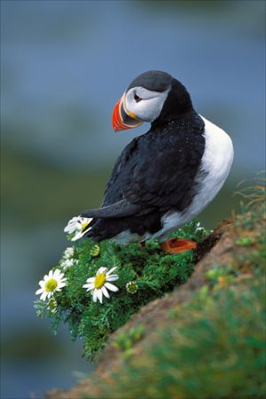 Atlantic puffin